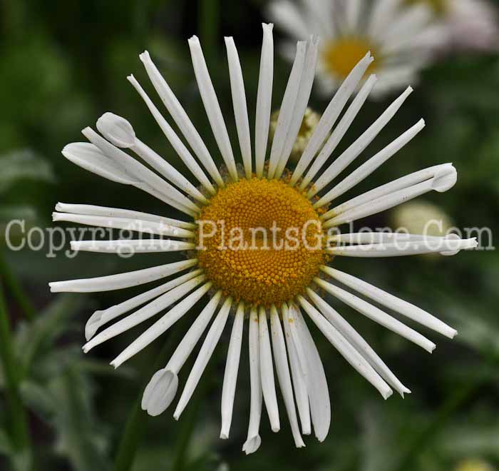 PGC-P-Leucanthemum-x-superbum-Silver-Spoons-1