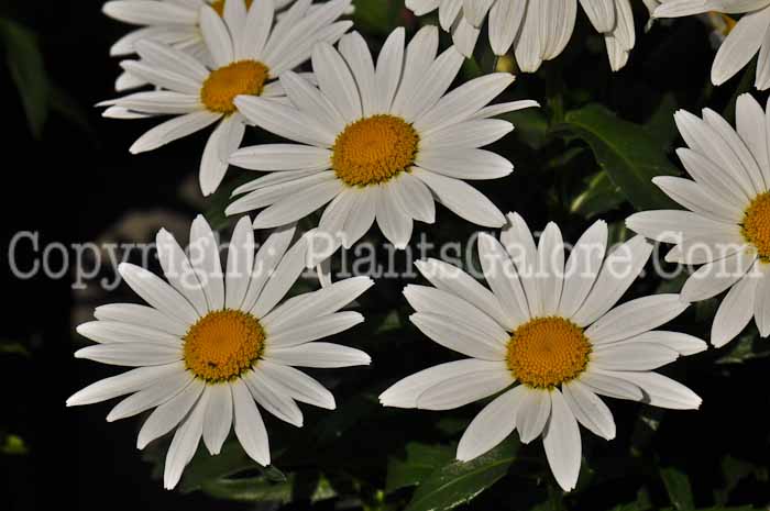 PGC-P-Leucanthemum-x-superbum-Snowcap-1