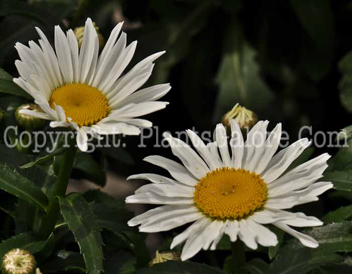 PGC-P-Leucanthemum-x-superbum-Snowcap-2010-01