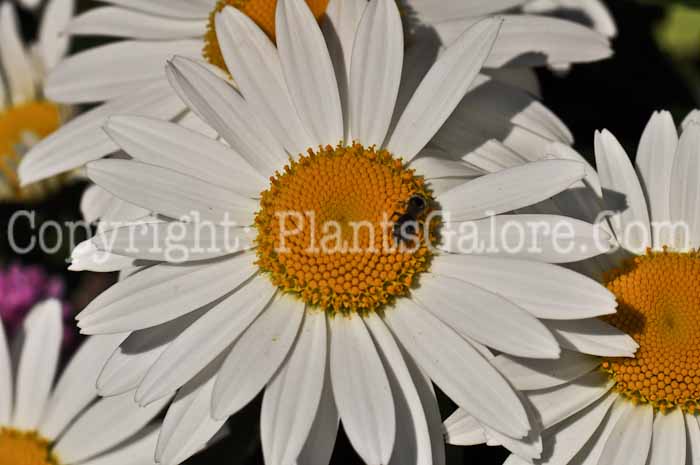 PGC-P-Leucanthemum-x-superbum-Snowcap-a0a1