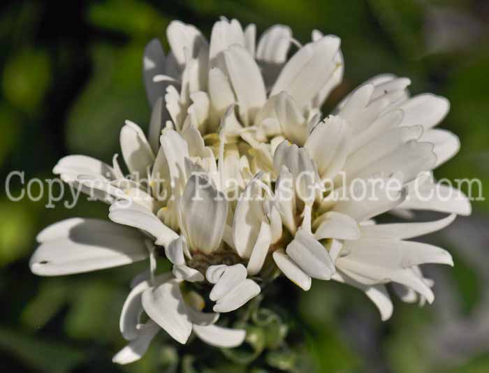 PGC-P-Leucanthemum-x-superbum-Snowy-Lady-01