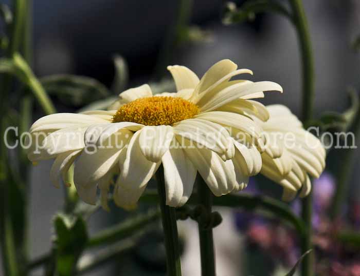 PGC-P-Leucanthemum-x-superbum-Sonnenschein-1