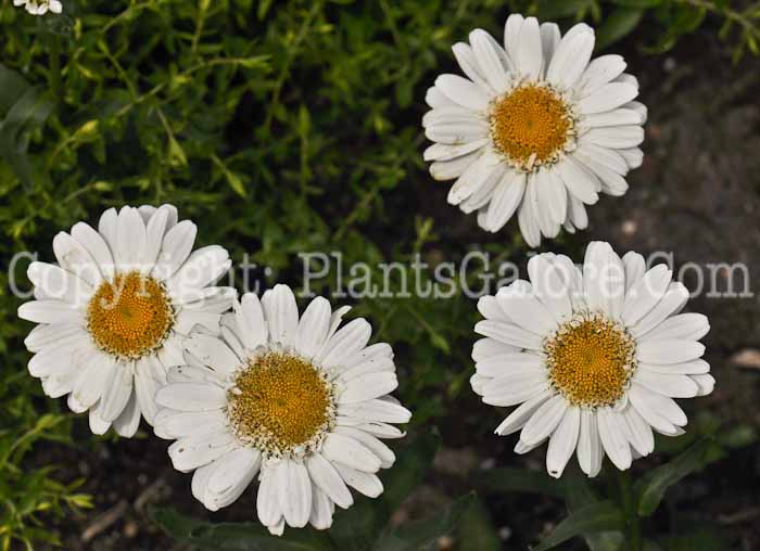 PGC-P-Leucanthemum-x-superbum-Thomas-Killen-1