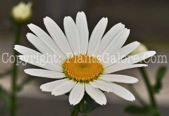 PGC-P-Leucanthemum-x-superbum-White-Breeze-1