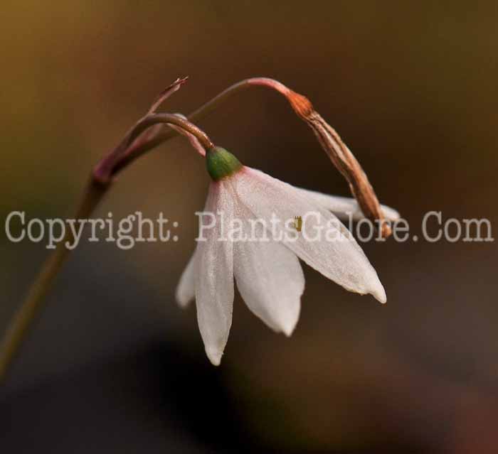 PGC-B-Leucojum-autumnale-1