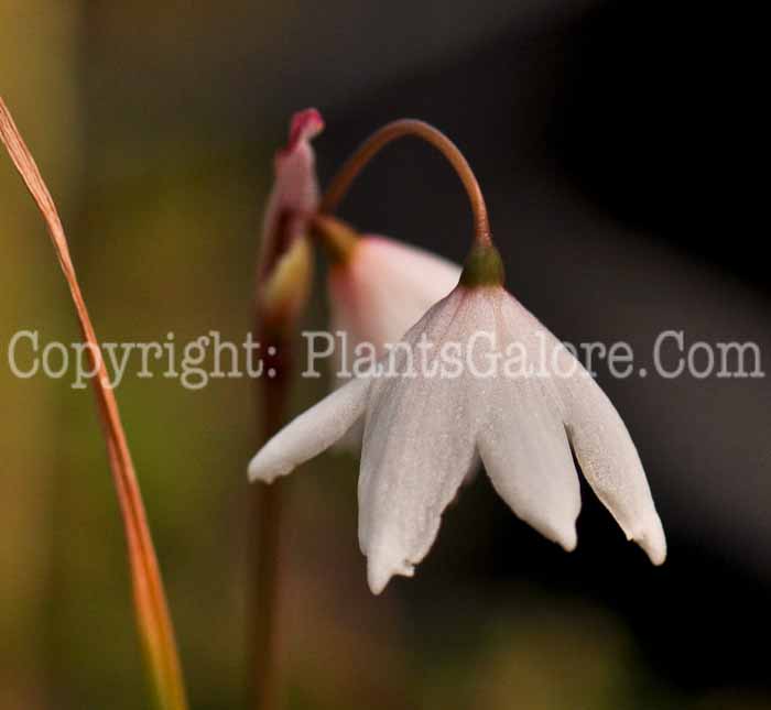 PGC-B-Leucojum-autumnale-2