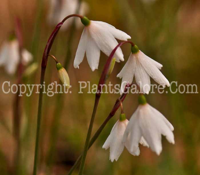 PGC-B-Leucojum-autumnale-3