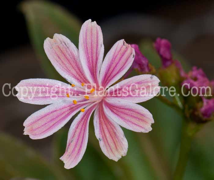 PGC-P-Lewisia-Elise-0514e-1