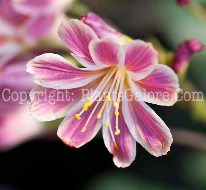 PGC-P-Lewisia-Special-Mix-0514b-1