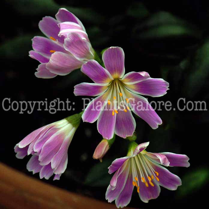 PGC-P-Lewisia-Special-Mix-2011-01