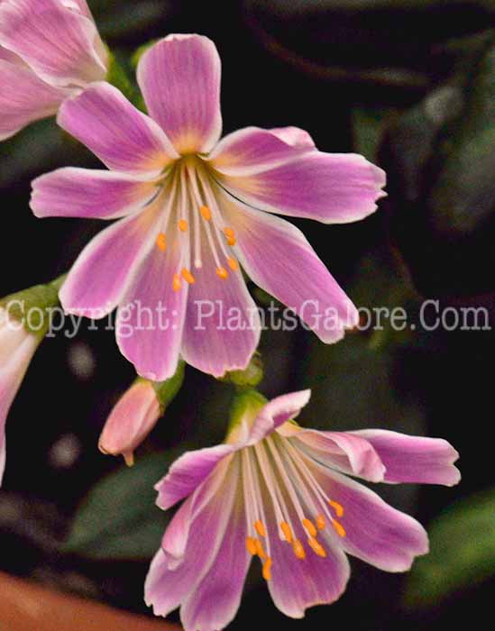 PGC-P-Lewisia-Special-Mix-2011-02