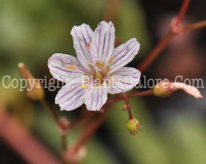 PGC-P-Lewisia-columbiana-05-2012-1