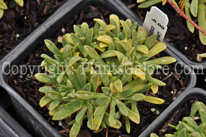 PGC-P-Lewisia-columbiana-05-2012-3