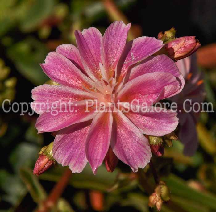 PGC-P-Lewisia-cotyledon-04-2012-1