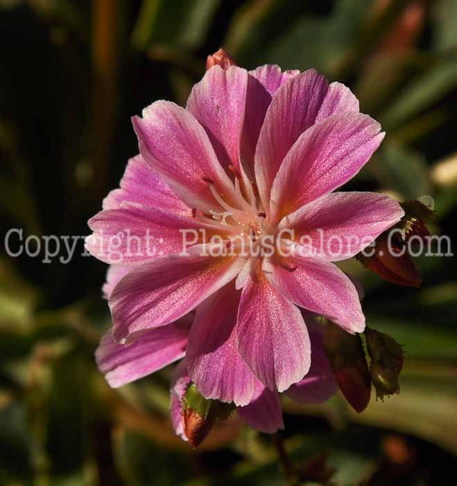 PGC-P-Lewisia-cotyledon-04-2012-2