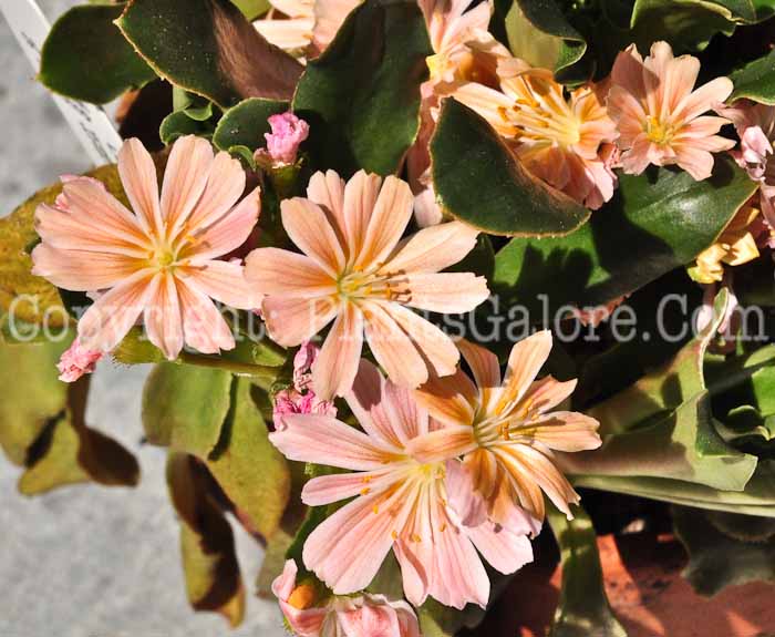 PGC-P-Lewisia-cotyledon-0513-1