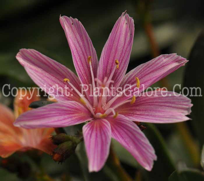 PGC-P-Lewisia-cotyledon-2010-01