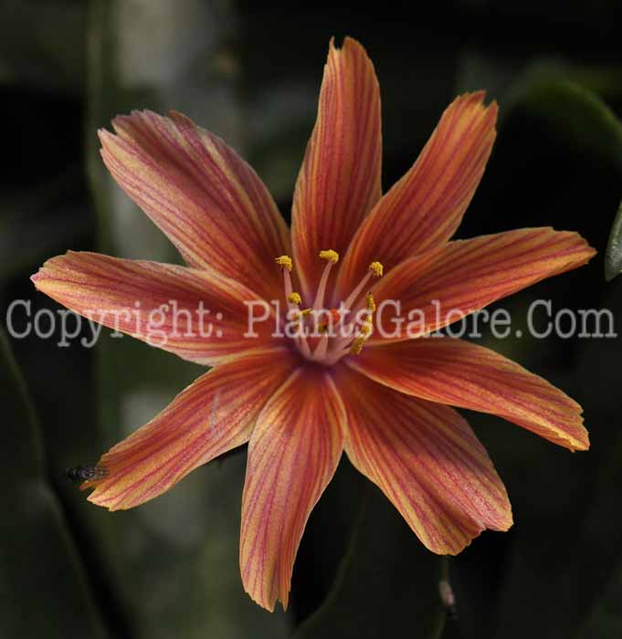 PGC-P-Lewisia-cotyledon-2010-02