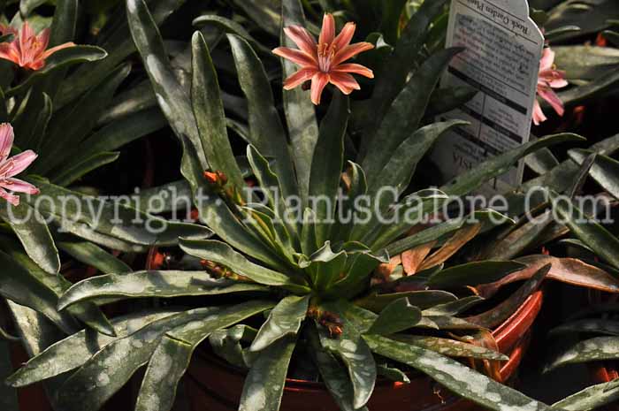 PGC-P-Lewisia-cotyledon-2010-03