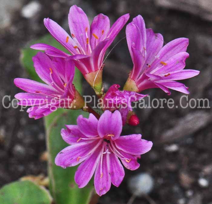 PGC-P-Lewisia-cotyledon-Elise-813-1