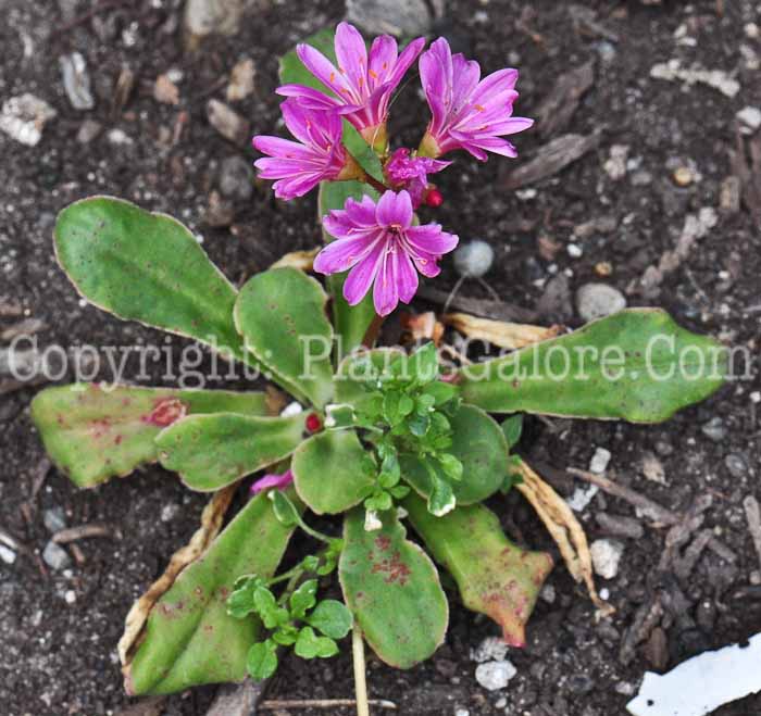 PGC-P-Lewisia-cotyledon-Elise-813-2