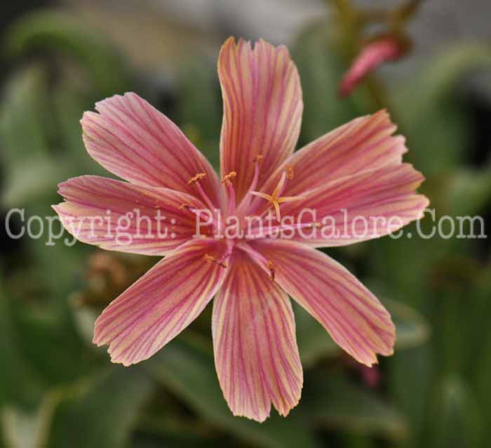 PGC-P-Lewisia-cotyledon-Little-Plum-3