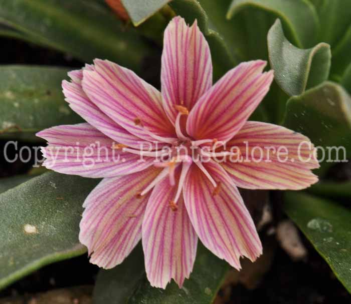 PGC-P-Lewisia-cotyledon-Little-Plum-5