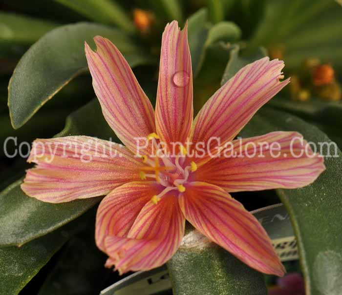 PGC-P-Lewisia-longipetala-Little-Plum-0001