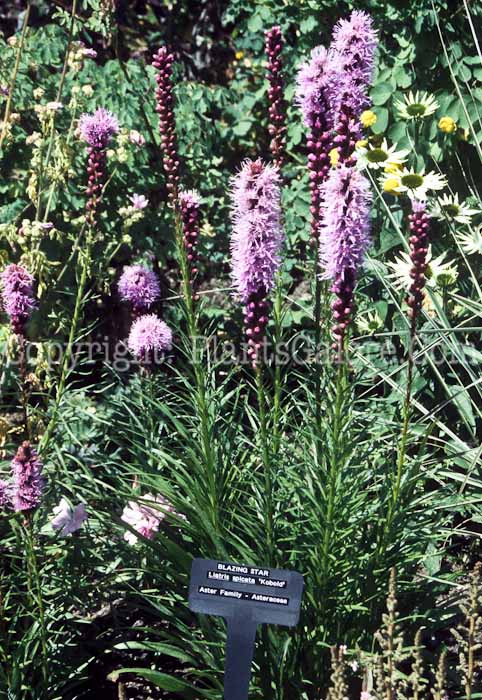 PGC-P-Liatris-spicata-Kobold-2010