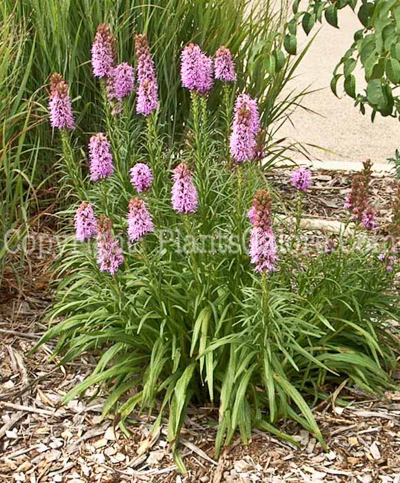 PGC-P-Liatris-spicata-Kobold-2010-01