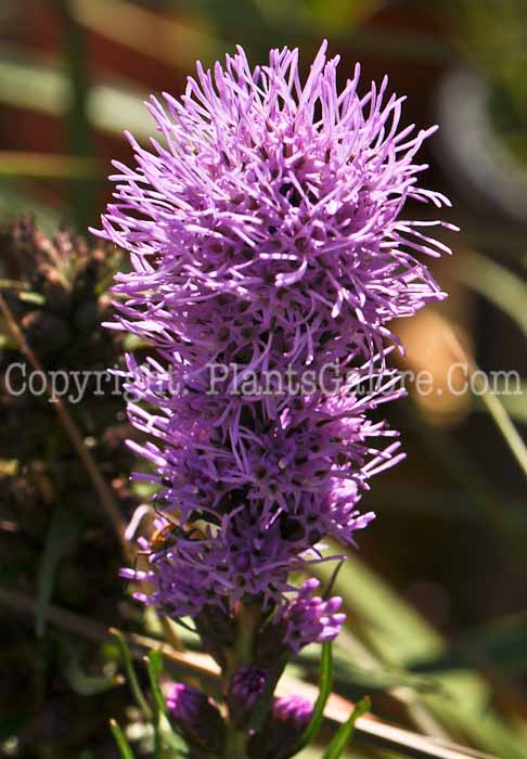 PGC-P-Liatris-spicata-Kobold-2010-02