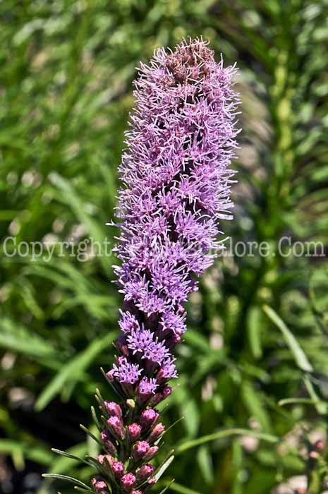 PGC-P-Liatris-spicata-Kobold-Original-1