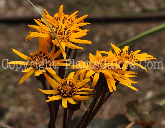 PGC-P-Ligularia-dentata-2011-1