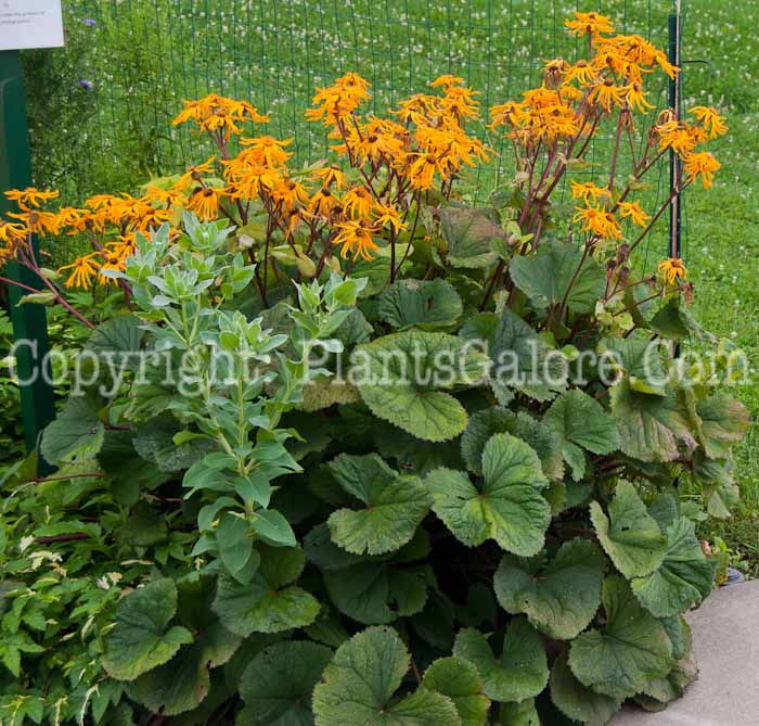 PGC-P-Ligularia-dentata-913e-1