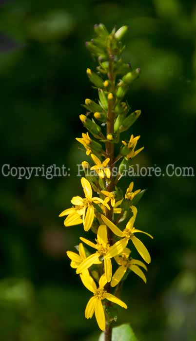 PGC-P-Ligularia-stenocephala-Bottle-Rocket-1