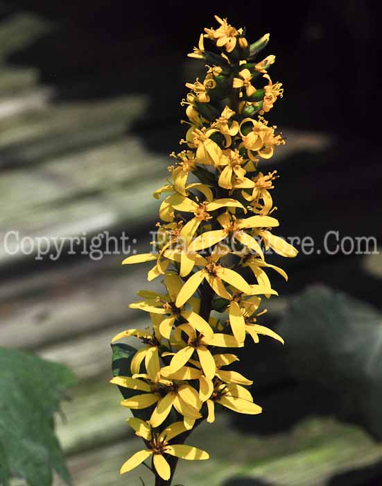 PGC-P-Ligularia-stenocephala-Little-Rocket-1