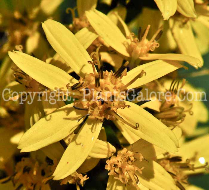 PGC-P-Ligularia-stenocephala-Little-Rocket-2