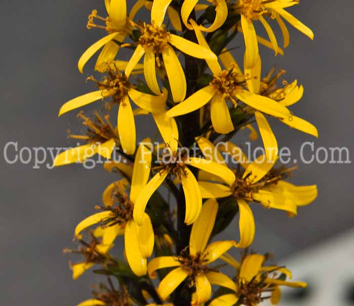 PGC-P-Ligularia-stenocephala-Little-Rocket-7