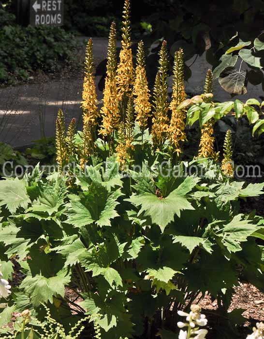 PGC-P-Ligularia-stenocephala-The-Rocket-10