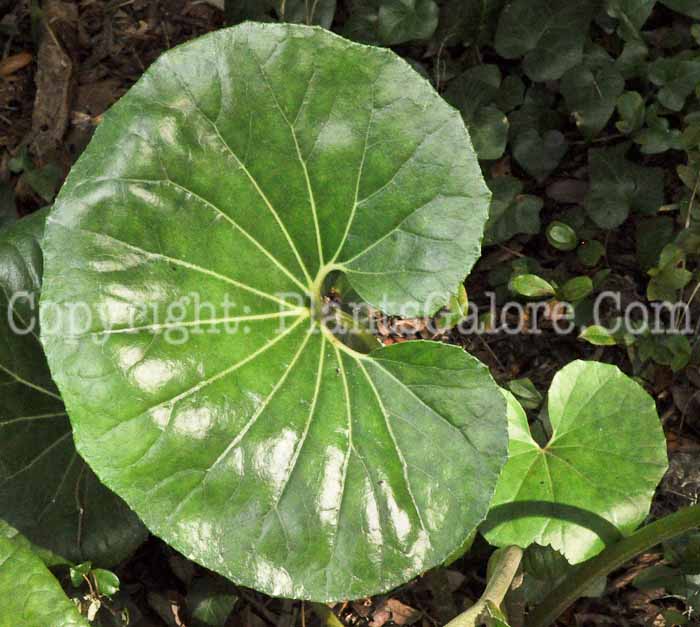 PGC-P-Ligularia-tussilaginea-SC-02-2012-2
