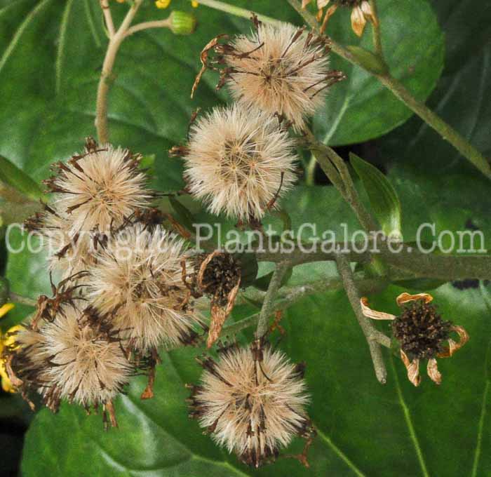 PGC-P-Ligularia-tussilaginea-SC-02-2012-4
