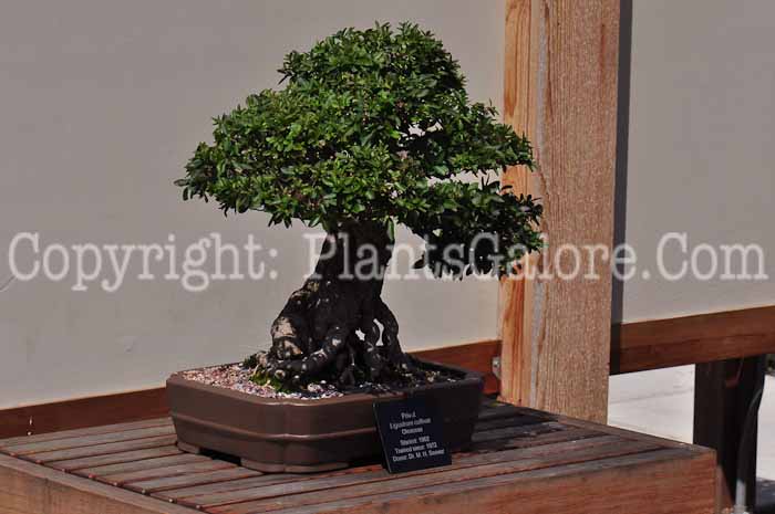 PGC-T-Ligustrum-aka-Privet-813-1