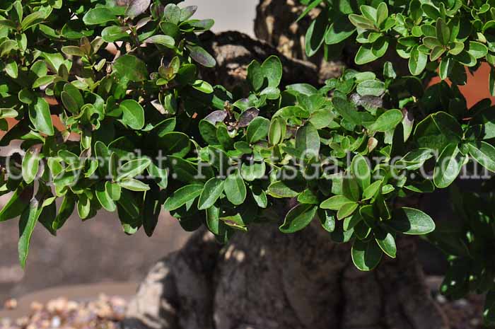 PGC-T-Ligustrum-aka-Privet-813-2