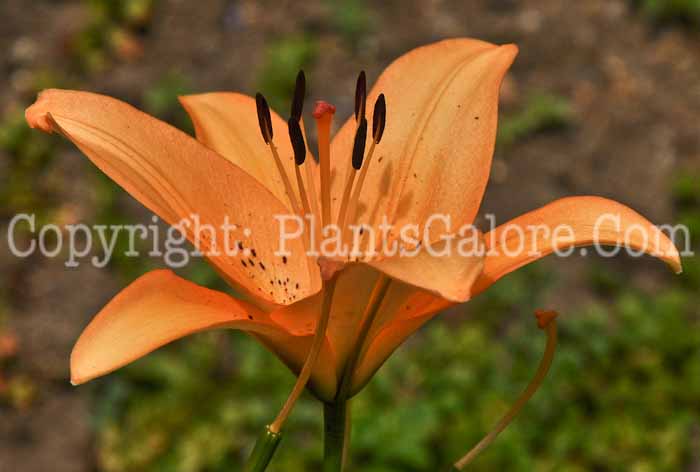 PGC-B-Lilium-bulbiferum-06-1