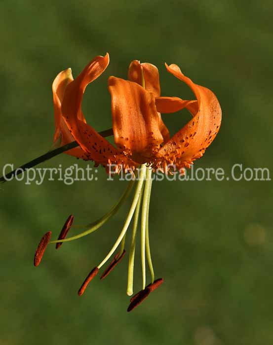 PGC-B-Lilium-henryi-002