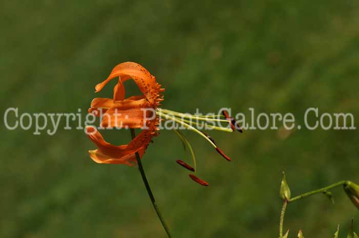 PGC-B-Lilium-henryi-008