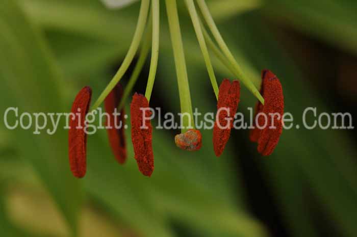 PGC-B-Lilium-henryi-010