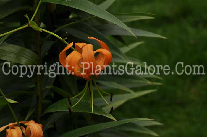 PGC-B-Lilium-henryi-011