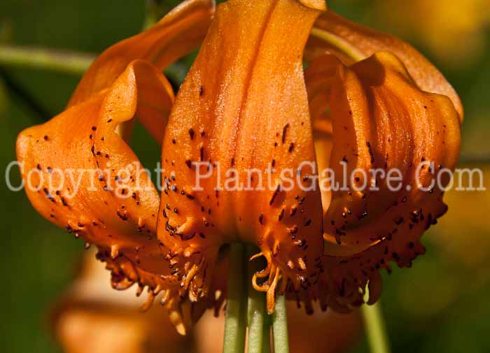 PGC-B-Lilium-henryi-0814-2