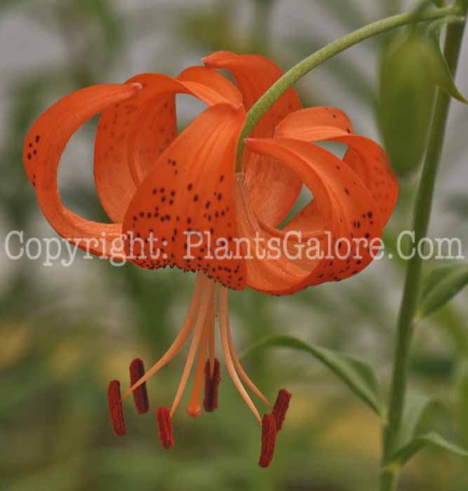 PGC-B-Lilium-lancifolium-001